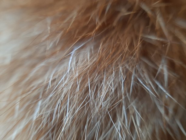 hairs