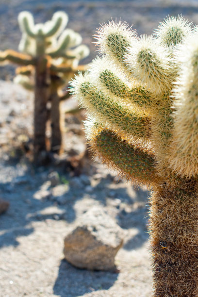 cholla