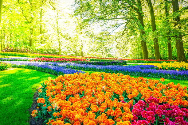 橙红色花朵条纹背景图案