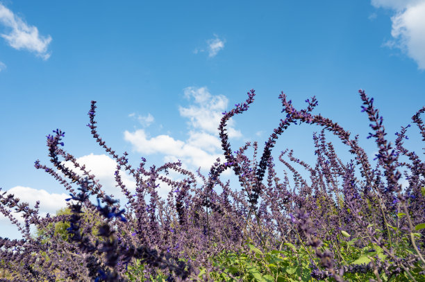salvia