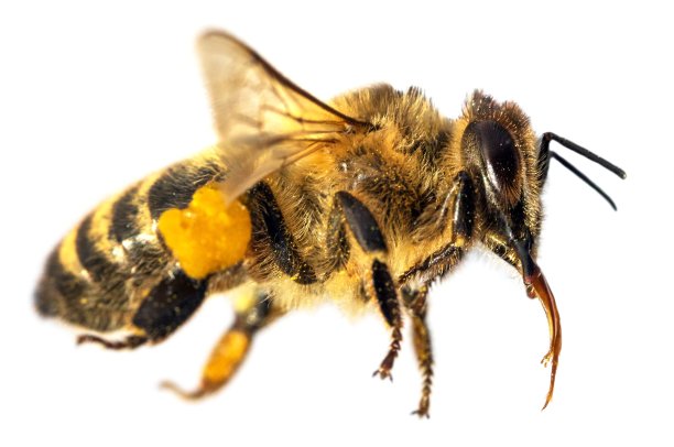 bee
