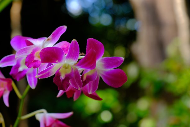 热带森林中的花朵，泰国