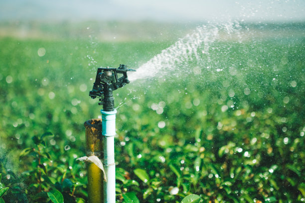 irrigation
