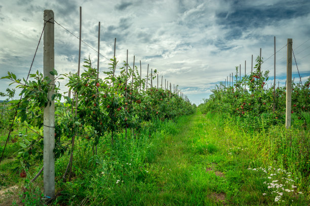 orchard