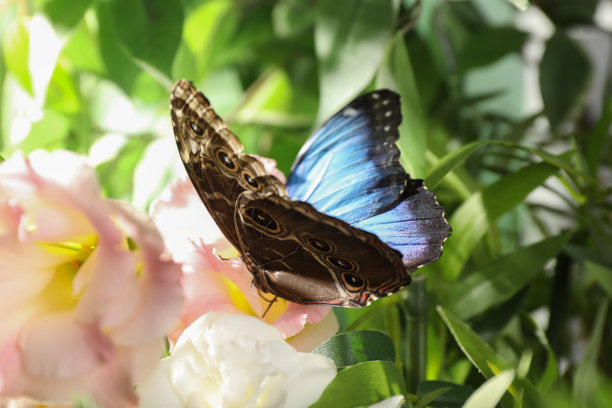 蓝白花卉蝴蝶图案素材