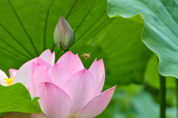 花簇,睡莲,叶子
