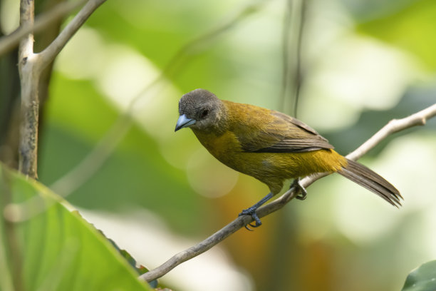 鸣禽,自然,哥斯达黎加