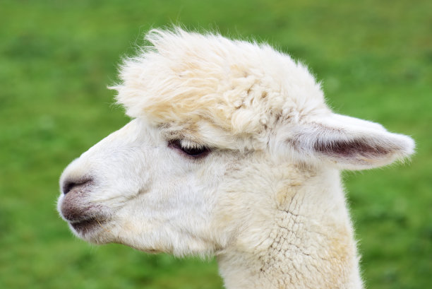 alpaca