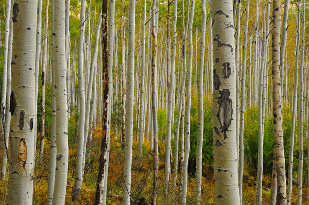 aspen