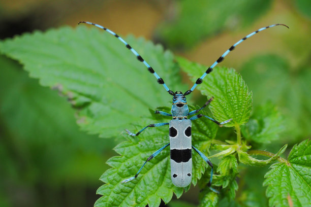 entomology
