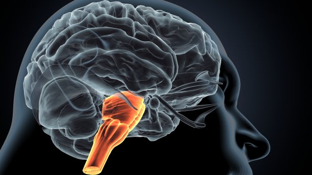 medulla