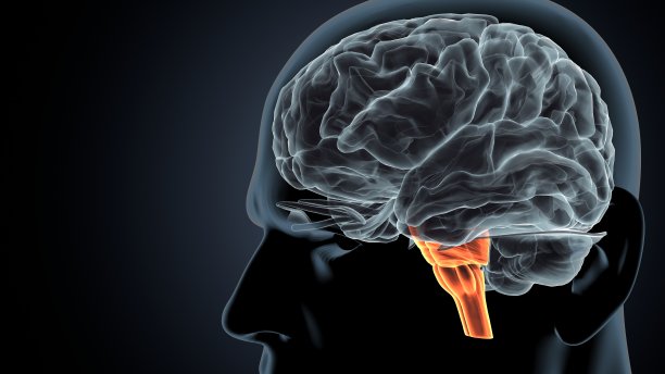 medulla