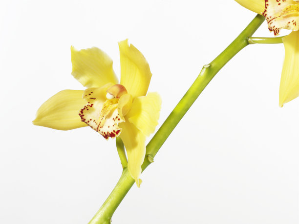 cymbidium