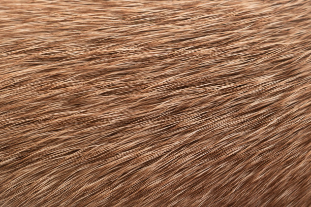 hairs