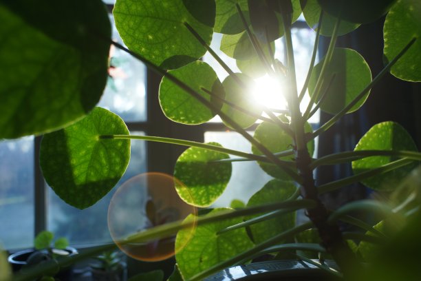 sunbeams