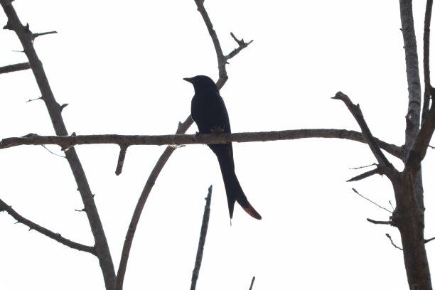 drongo