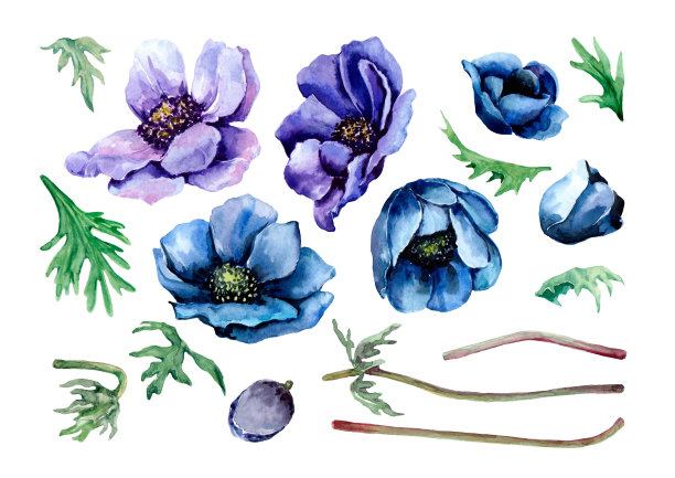 anemone