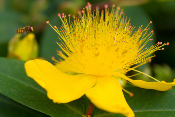 stamens