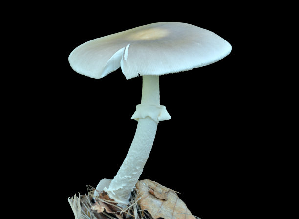agaric