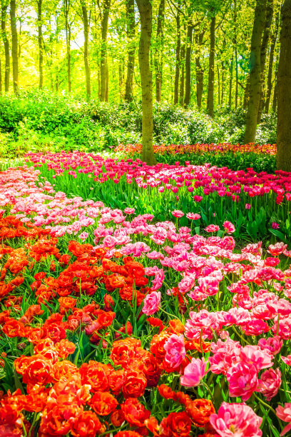 橙红色花朵条纹背景图案