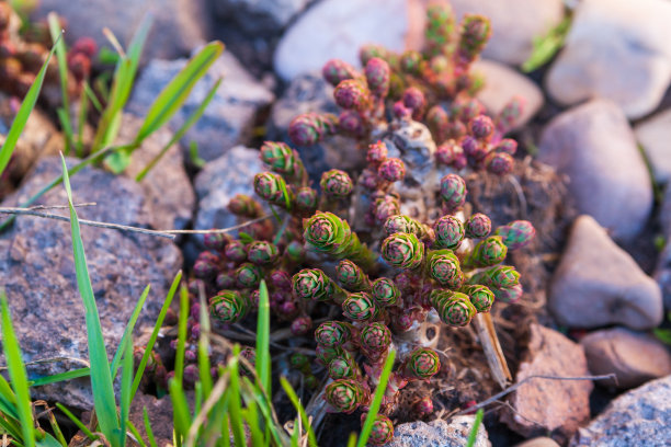 rhodiola
