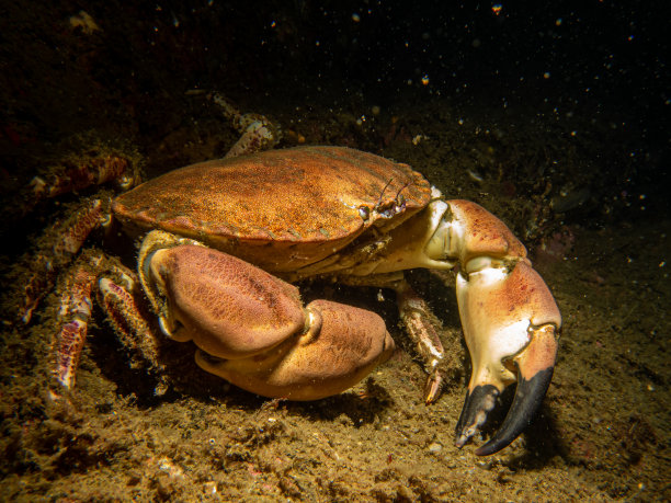 crustacean