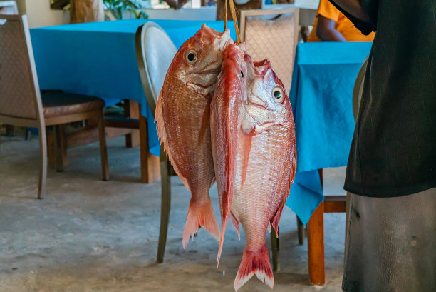 snapper