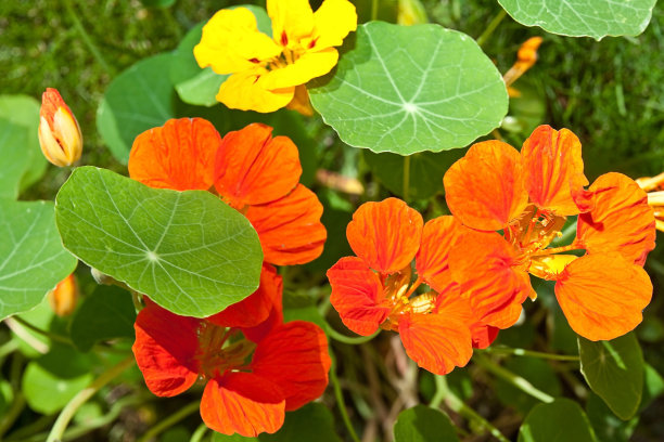 nasturtium