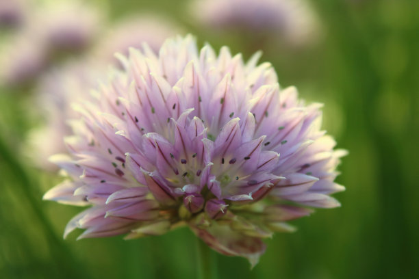 精美紫色绿色圆形花纹图案