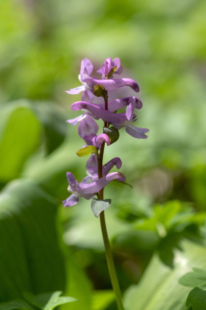corydalis