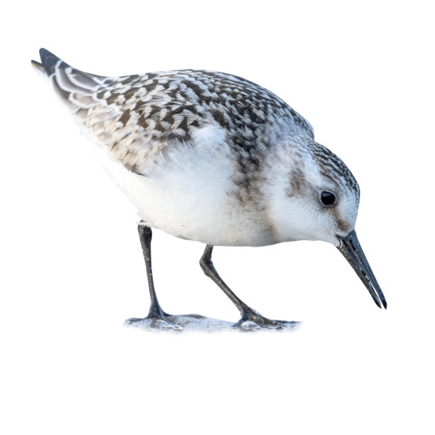 charadriiformes