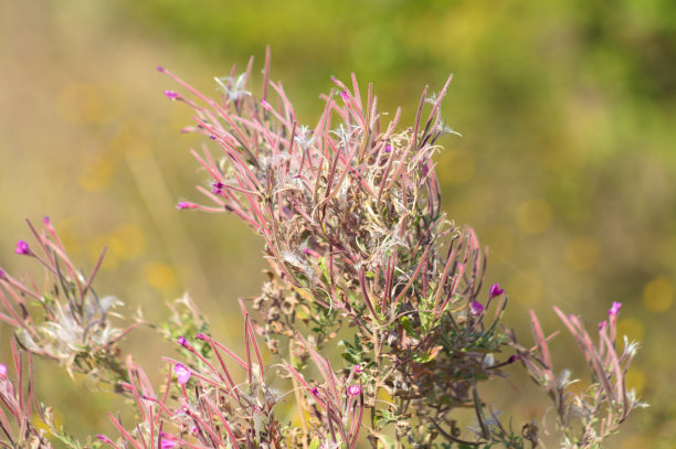 epilobium