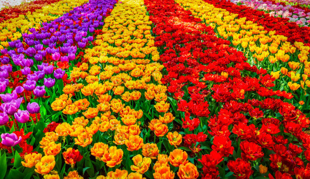 橙红色花朵条纹背景图案