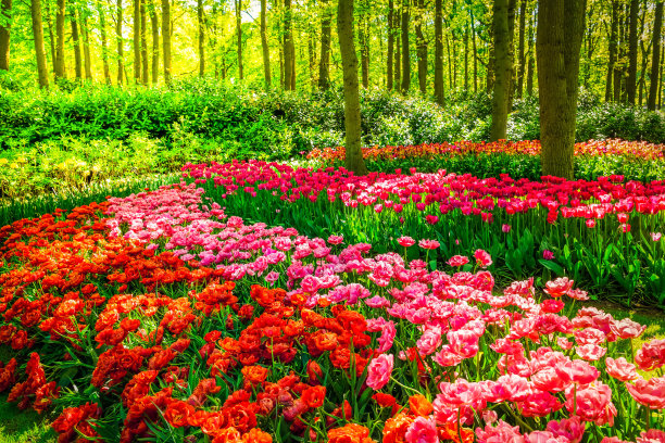 橙红色花朵条纹背景图案