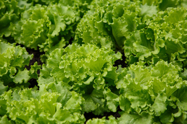 lactuca