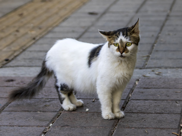 stray