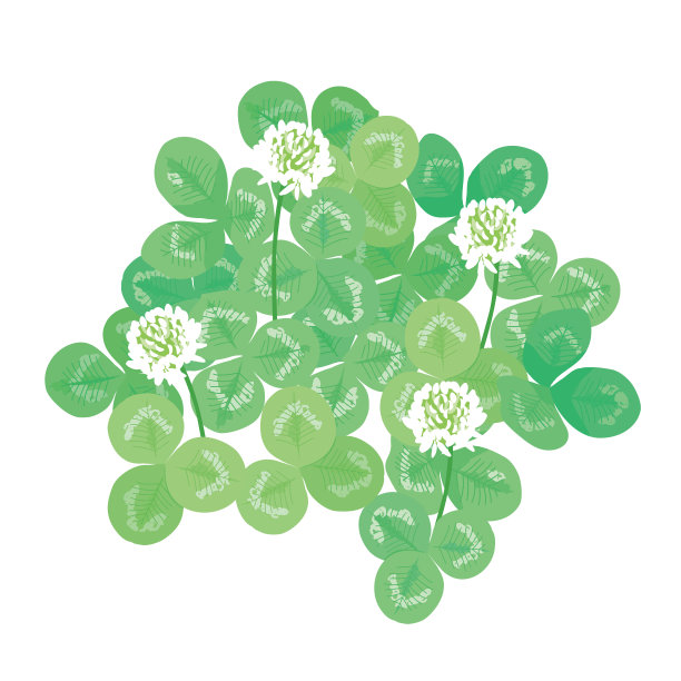 shamrock