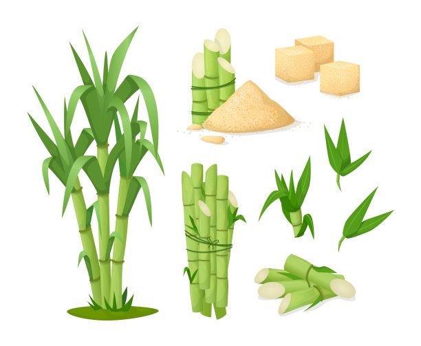 甘蔗插画
