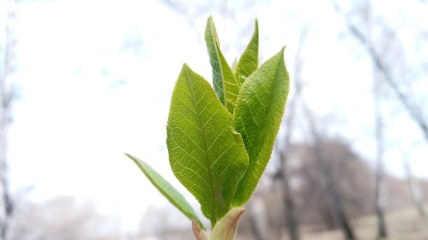 twig