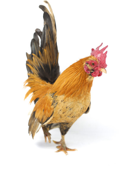 cock