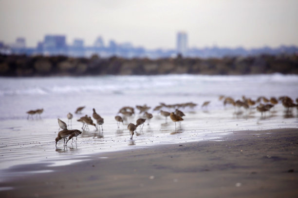 limosa