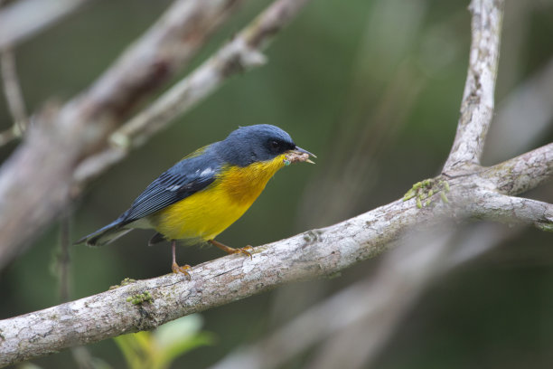 鸣禽,自然,热带雨林