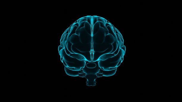 cerebrum