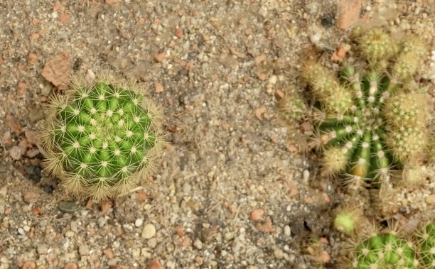 saguaro
