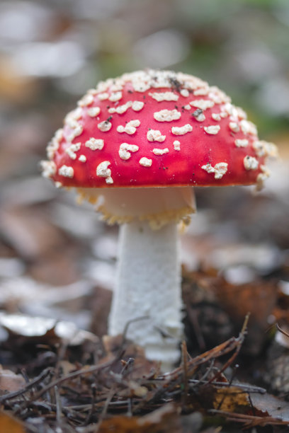 amanitaceae