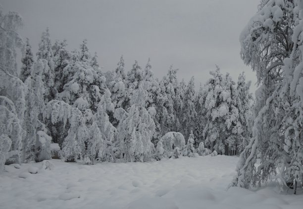 冬季芬兰北部白色的雪原与森林