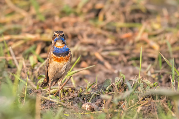 robin-chat