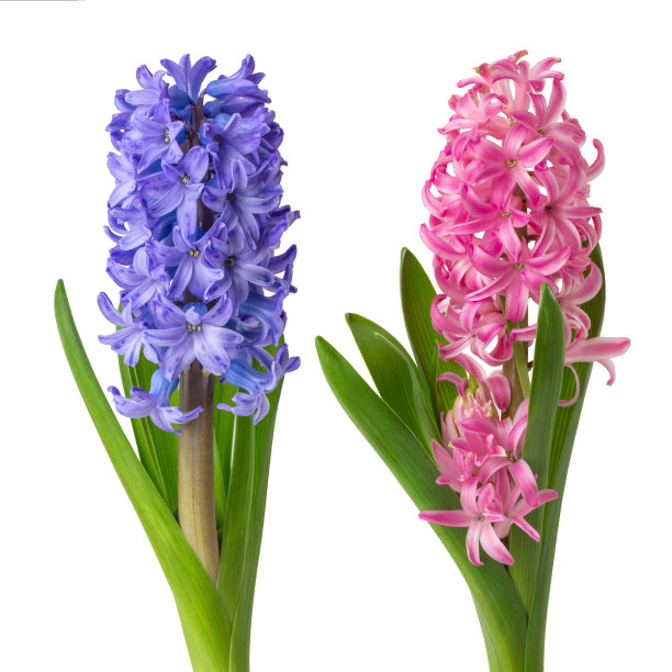 hyacinth