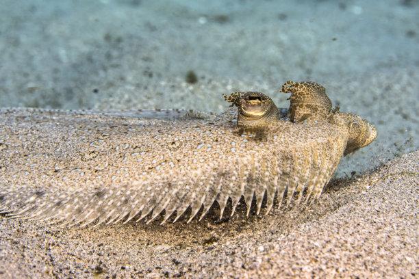 plaice