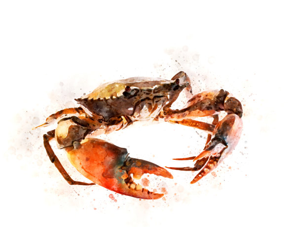 青蟹插画